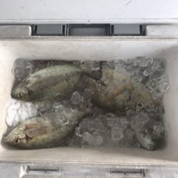 本部釣りイカダ 釣果