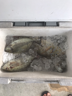 本部釣りイカダ 釣果