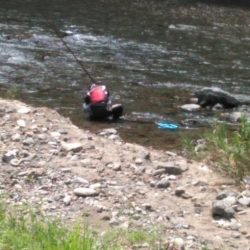 大井川(大井川(非)漁業協同組合) 釣果