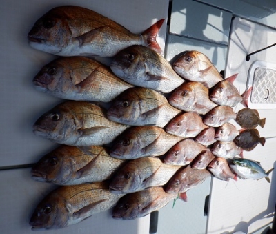 遊漁船 幸友丸 釣果