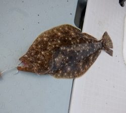 遊漁船 幸友丸 釣果