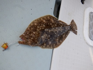 遊漁船 幸友丸 釣果