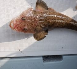 遊漁船 幸友丸 釣果