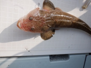 遊漁船 幸友丸 釣果