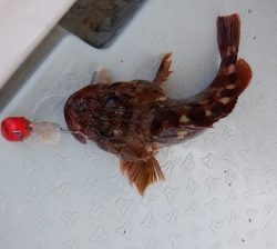 遊漁船 幸友丸 釣果