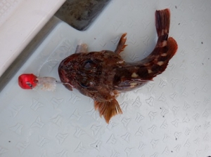 遊漁船 幸友丸 釣果