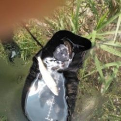 大井川(大井川(非)漁業協同組合) 釣果