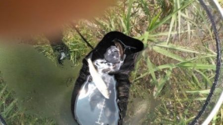 大井川(大井川(非)漁業協同組合) 釣果