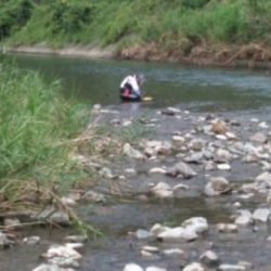 大井川(大井川(非)漁業協同組合) 釣果