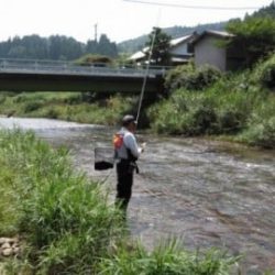 大井川(大井川(非)漁業協同組合) 釣果