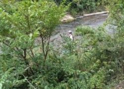 大井川(大井川(非)漁業協同組合) 釣果