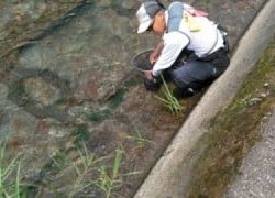 大井川(大井川(非)漁業協同組合) 釣果