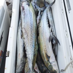 武士(SAMURAI) 釣果