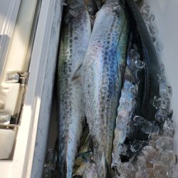 武士(SAMURAI) 釣果