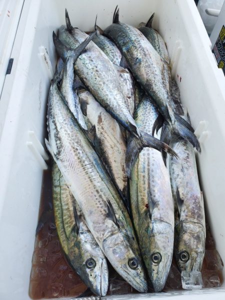 武士(SAMURAI) 釣果