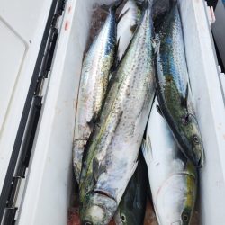 武士(SAMURAI) 釣果