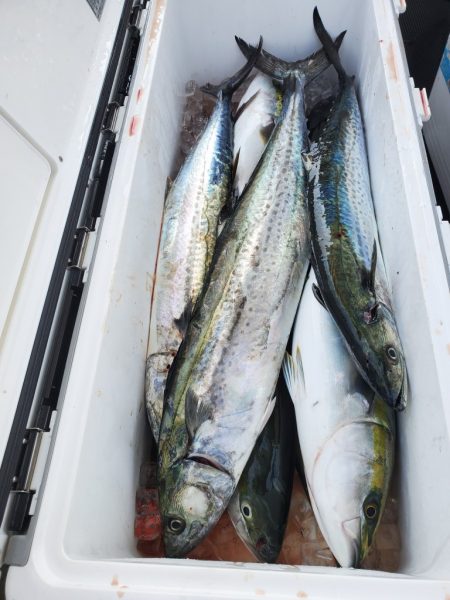 武士(SAMURAI) 釣果