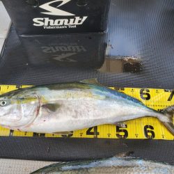 武士(SAMURAI) 釣果