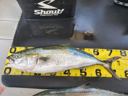 武士(SAMURAI) 釣果