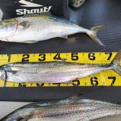 武士(SAMURAI) 釣果