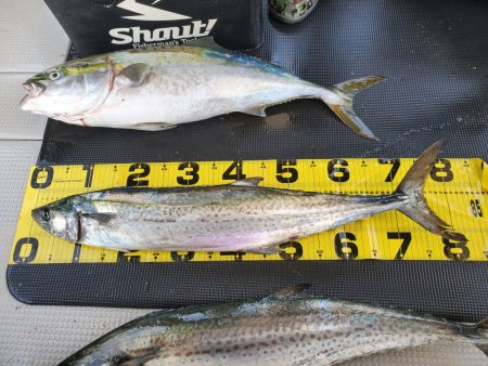 武士(SAMURAI) 釣果