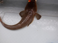 遊漁船 幸友丸 釣果