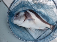 遊漁船 幸友丸 釣果