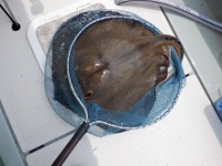 遊漁船 幸友丸 釣果