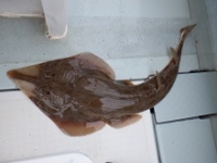 遊漁船 幸友丸 釣果