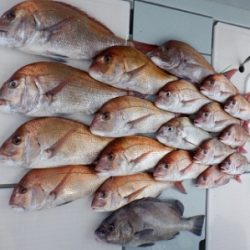 遊漁船 幸友丸 釣果