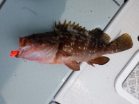 遊漁船 幸友丸 釣果