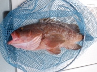 遊漁船 幸友丸 釣果