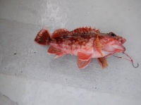 遊漁船 幸友丸 釣果