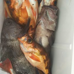 モンロー号 釣果