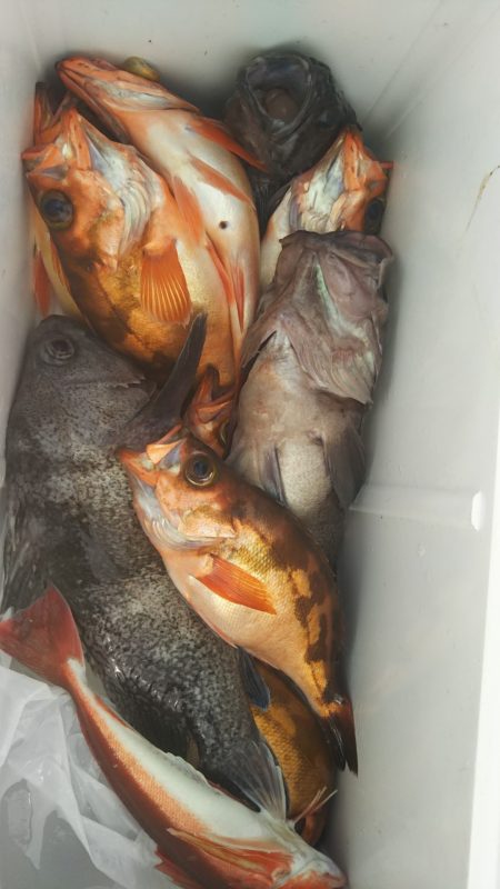 モンロー号 釣果