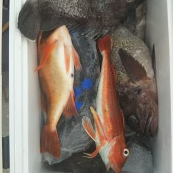 モンロー号 釣果