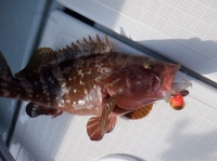 遊漁船 幸友丸 釣果