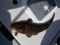 遊漁船 幸友丸 釣果