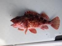 遊漁船 幸友丸 釣果