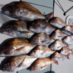 遊漁船 幸友丸 釣果