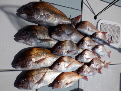 遊漁船 幸友丸 釣果