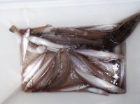 遊漁船 幸友丸 釣果