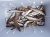 遊漁船 幸友丸 釣果