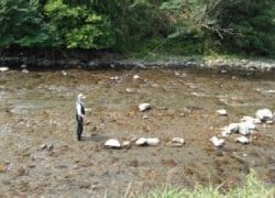 大井川(大井川(非)漁業協同組合) 釣果