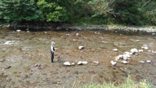 大井川(大井川(非)漁業協同組合) 釣果