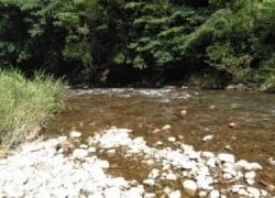 大井川(大井川(非)漁業協同組合) 釣果