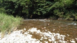 大井川(大井川(非)漁業協同組合) 釣果