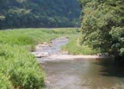 大井川(大井川(非)漁業協同組合) 釣果