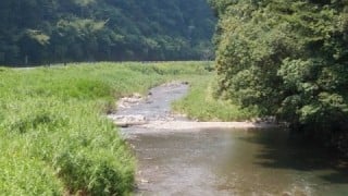 大井川(大井川(非)漁業協同組合) 釣果