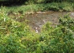 大井川(大井川(非)漁業協同組合) 釣果